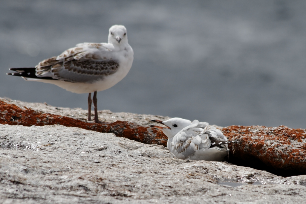 05 - Bay of Fire (7).jpg